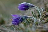 20080315_185204_22-e0-bibble