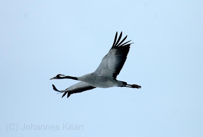 20080324_121545_21-e0-bibble.jpg