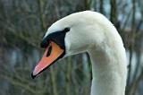 20080309_112209_86-e0-bibble