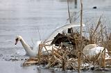 20080322_144008_45-e0-bibble