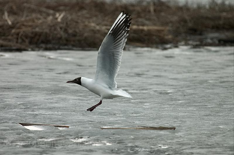20100331_144302_v2.jpg