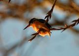 20050129_154547_26--e0b-Web
