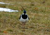 20080324_125629_71-e0-bibble
