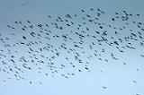 20080328_155632_67-e0-bibble