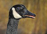 Gans