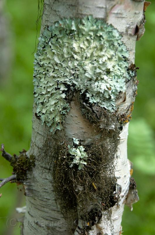 20100728_145102-e0-bibble.jpg