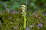 20100728_104841-e0-bibble